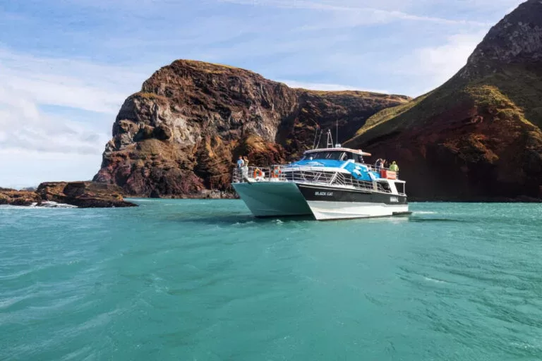 Black Cat Cruises — Akaroa Harbour Nature Cruise