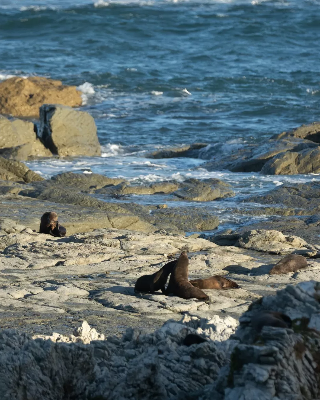 Fife House and Point Keen Cape (Seal Colony)