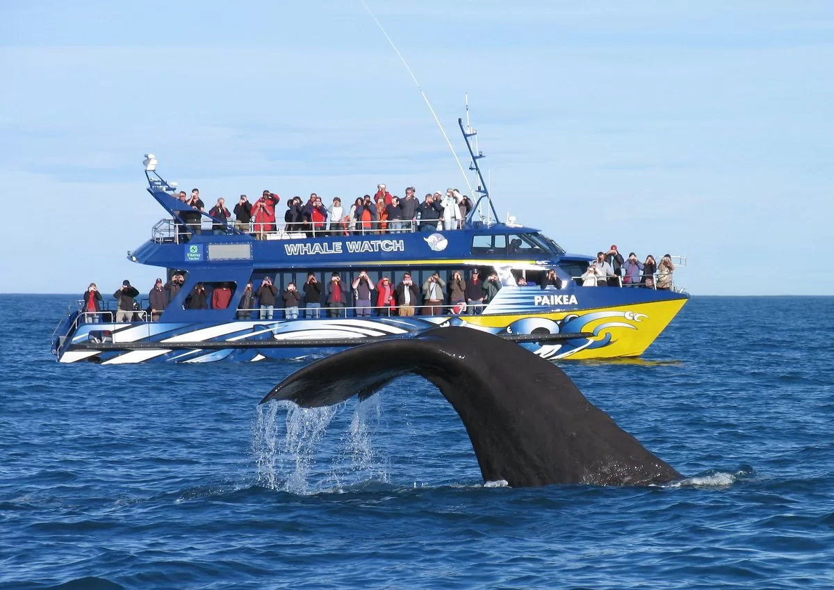 Whale Watch Kaikoura