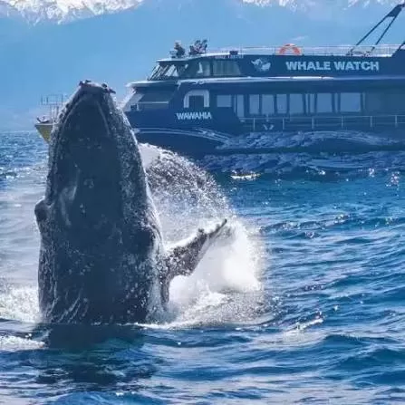 Whale Watch Kaikoura